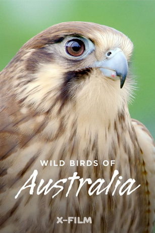 Дикие птицы Австралии 1 сезон 4 серия